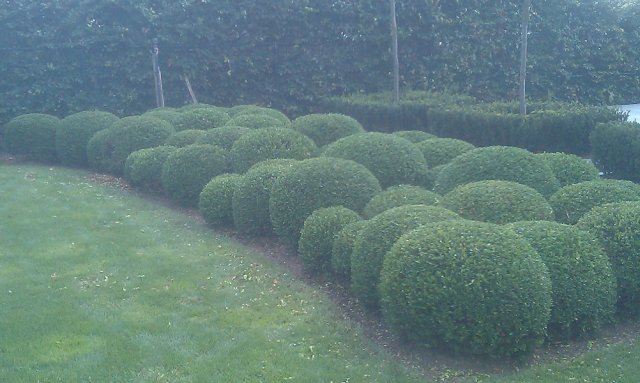 Buxusbollen onderhoud, Egchel