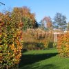 Herfst kleuren, Asten